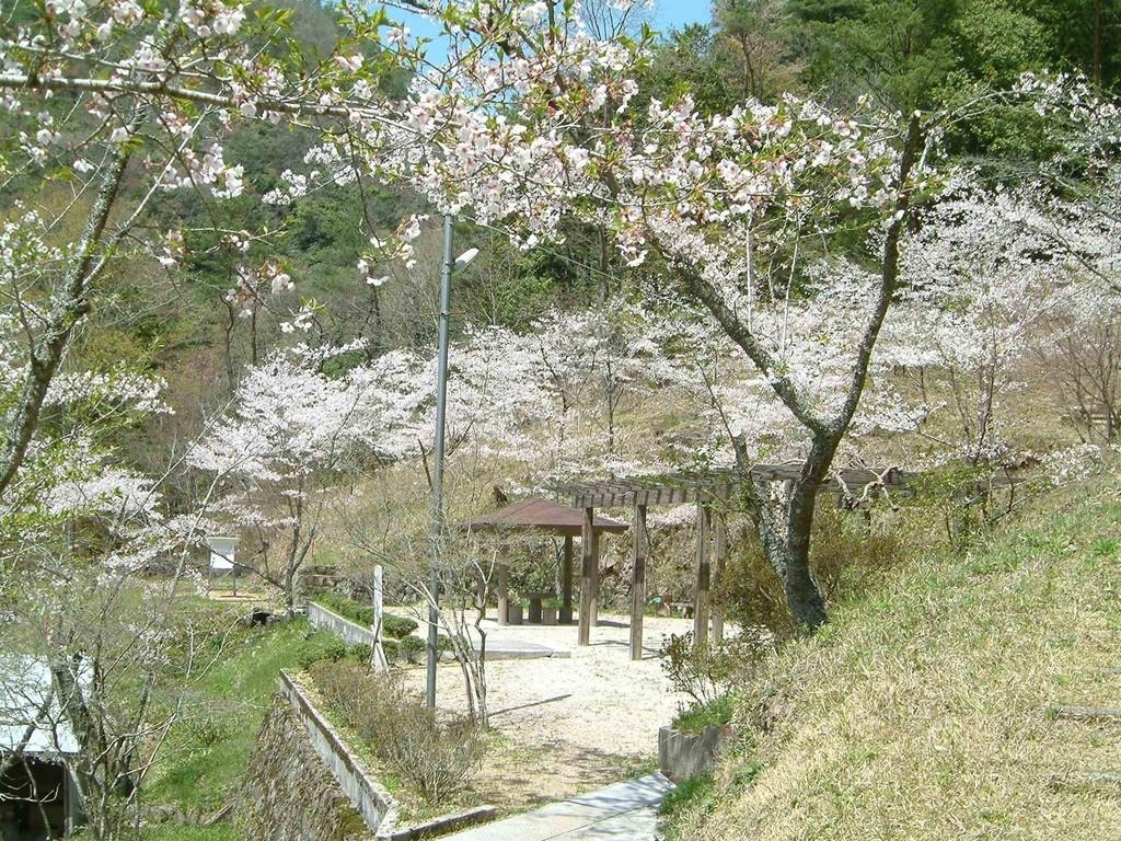 小阪部川ダム　春